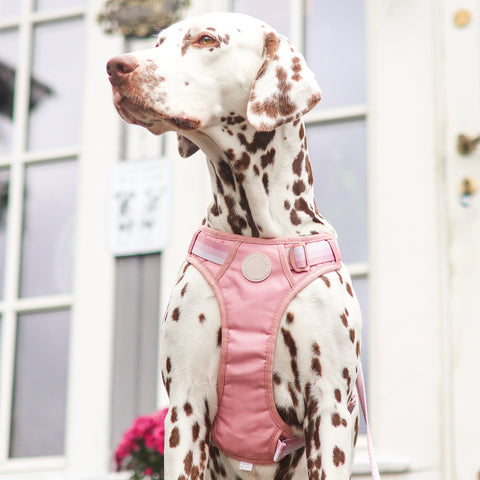 Ombré Essentials | 3-Click Tough Harness | Rose Pink