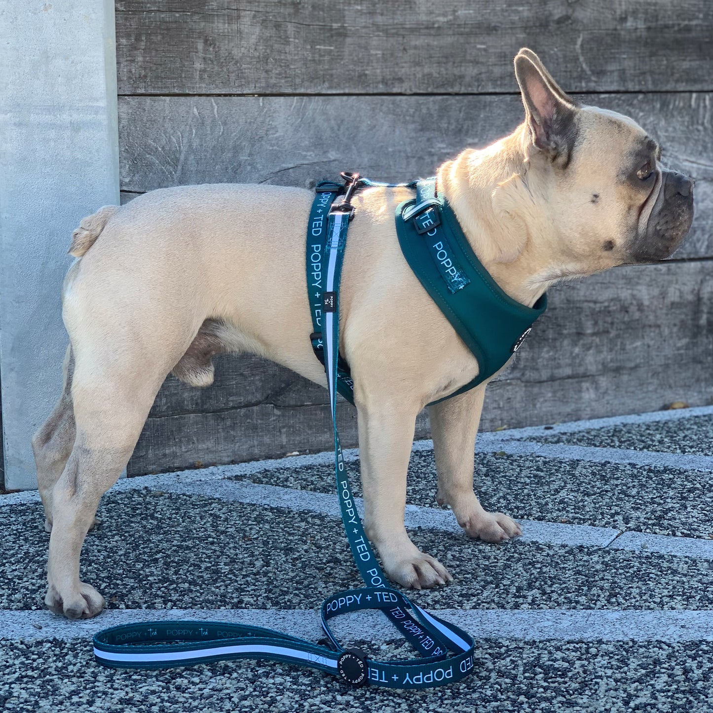 Essentials Collection | Adjustable Dog Harness | Teal