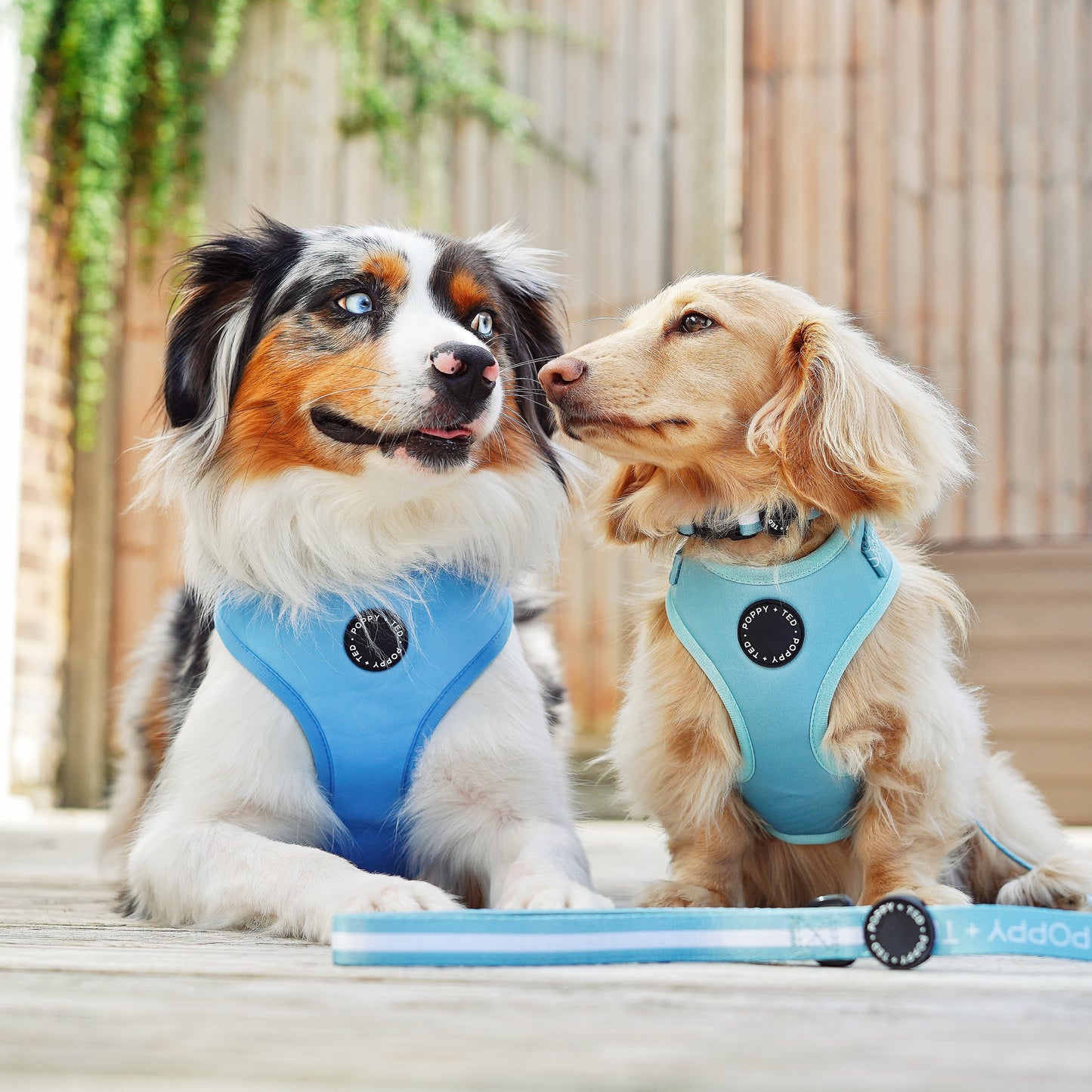 Essentials Collection | Adjustable Dog Harness | Seafoam