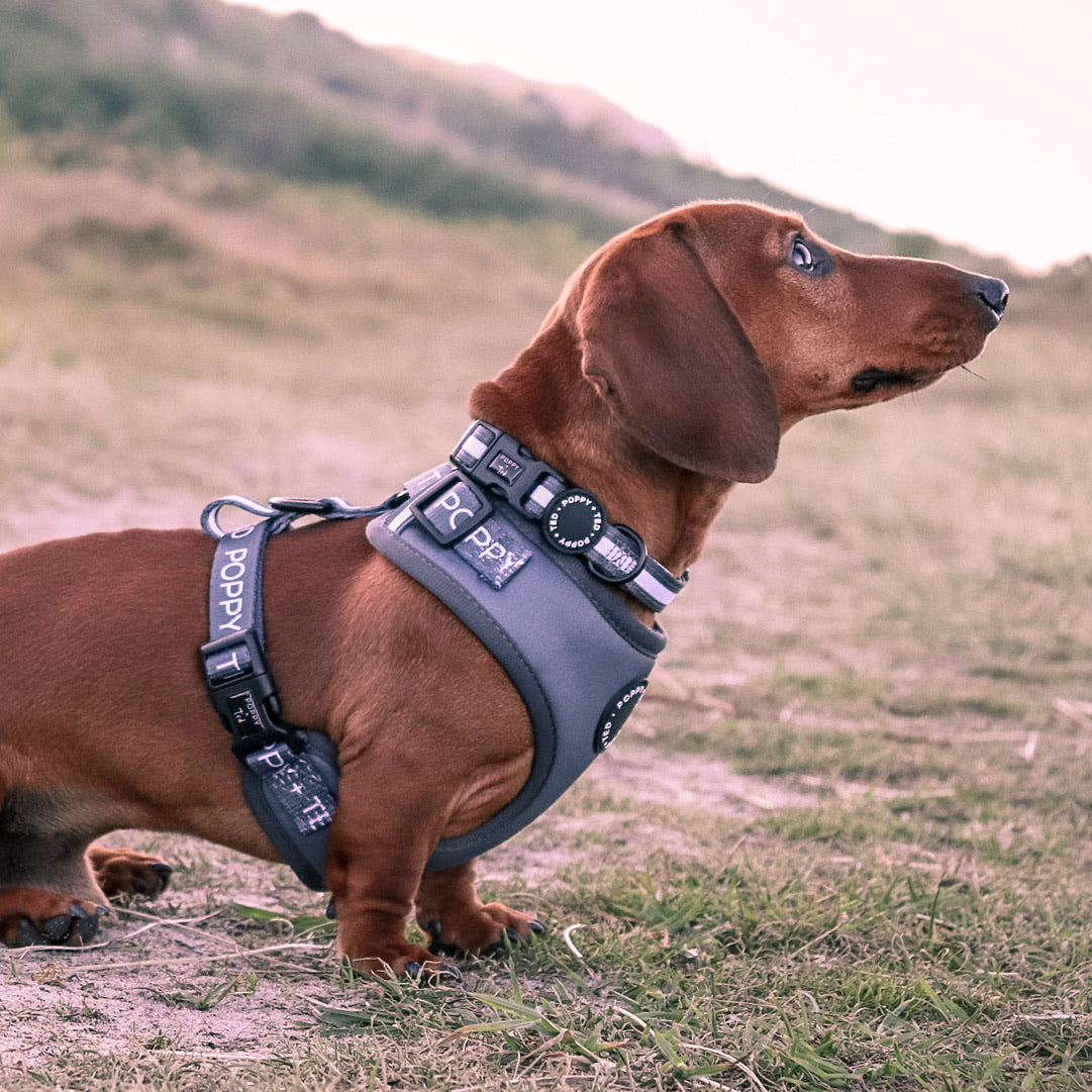 Essentials Collection | Adjustable Dog Harness | Grey