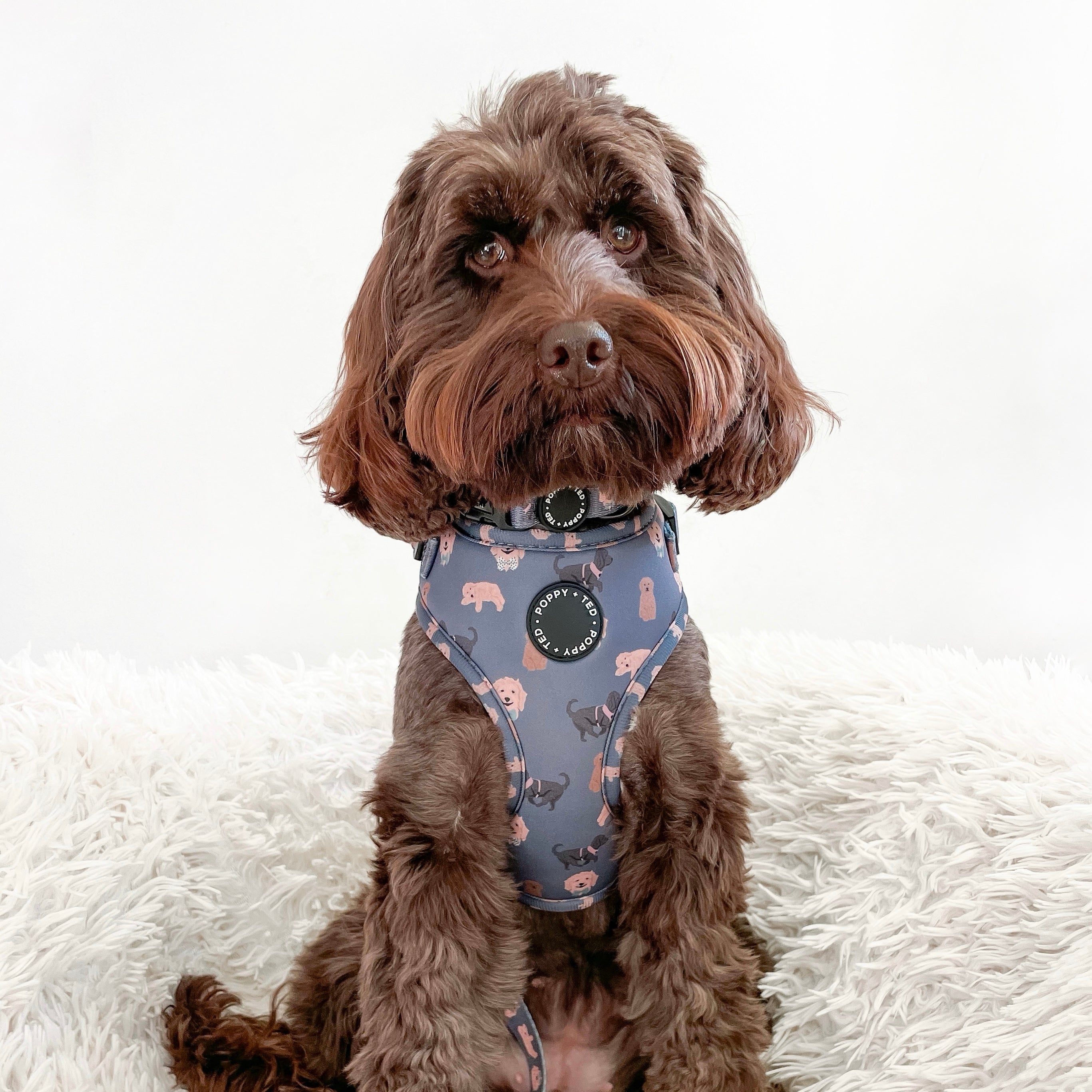 Best harness for a cockapoo sale