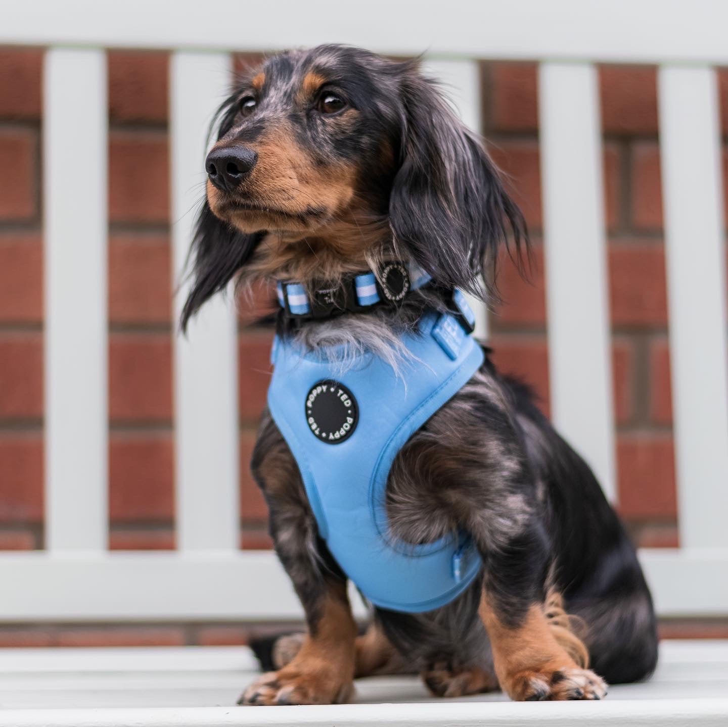 Essentials Collection | Adjustable Dog Harness | Cornflower Blue