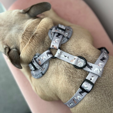 French Bulldog Harness: Breed Collection