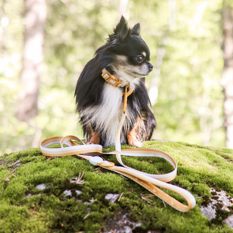 Ombré Essentials | Dog Collar | Yellow Gold