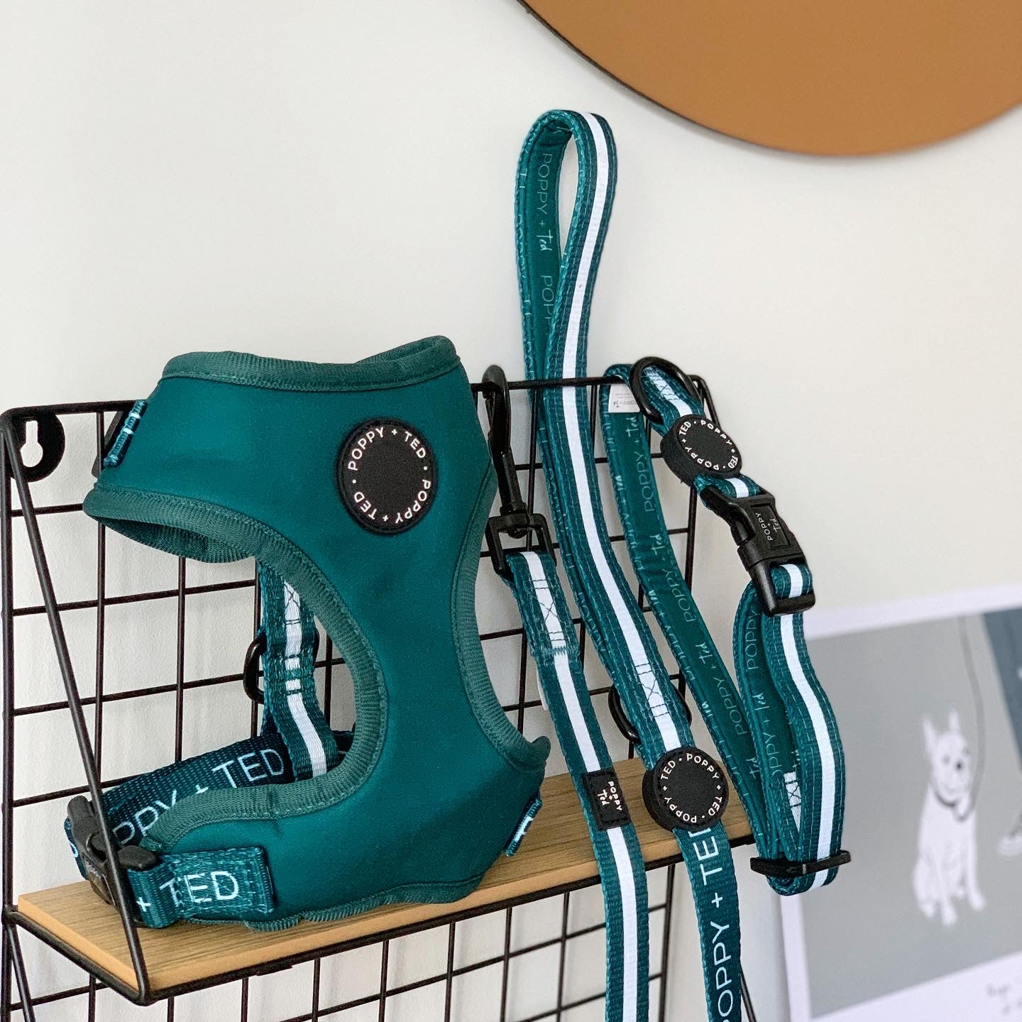 Essentials Collection | Adjustable Dog Harness | Teal