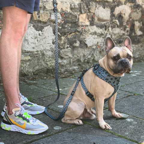 Walk + Wear | Adjustable Dog Harness | Wild Leopard - Khaki