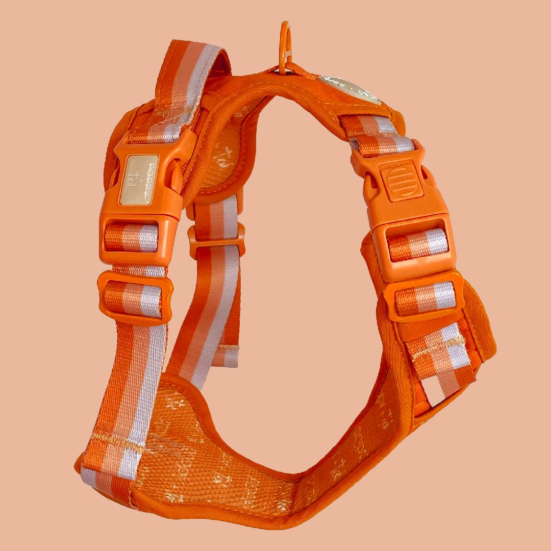 Orange dog sales safety vest