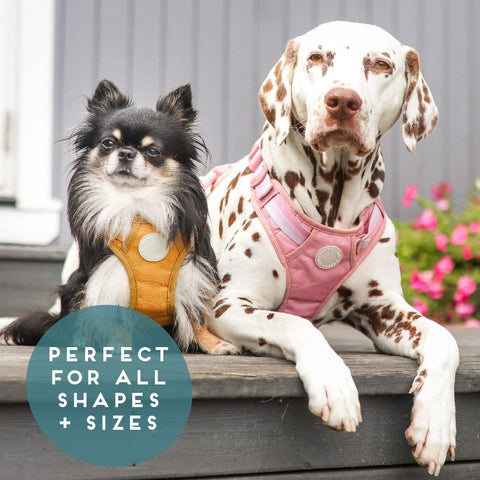 Ombré Essentials | 3-Click Tough Harness | Rose Pink
