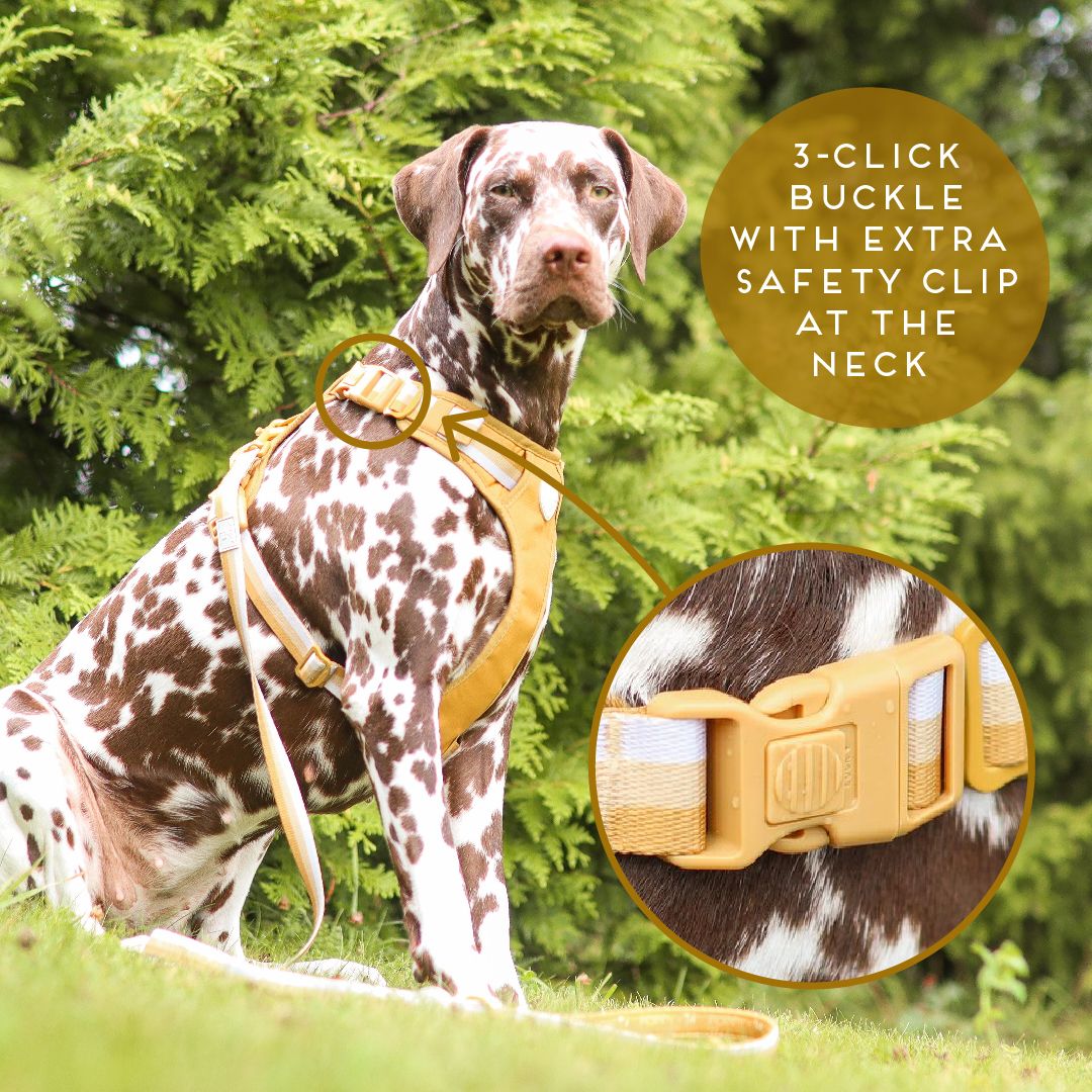 Aesthetic deals dog harness