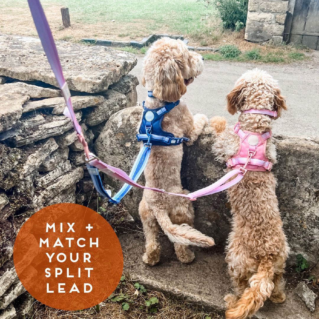 Double attachment outlet dog harness