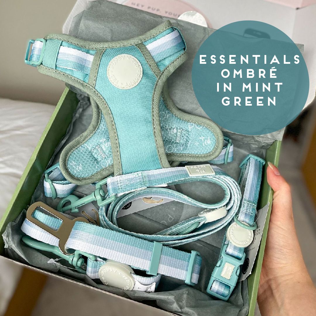 Ombré Essentials | 3-Click Tough Harness | Mint Green